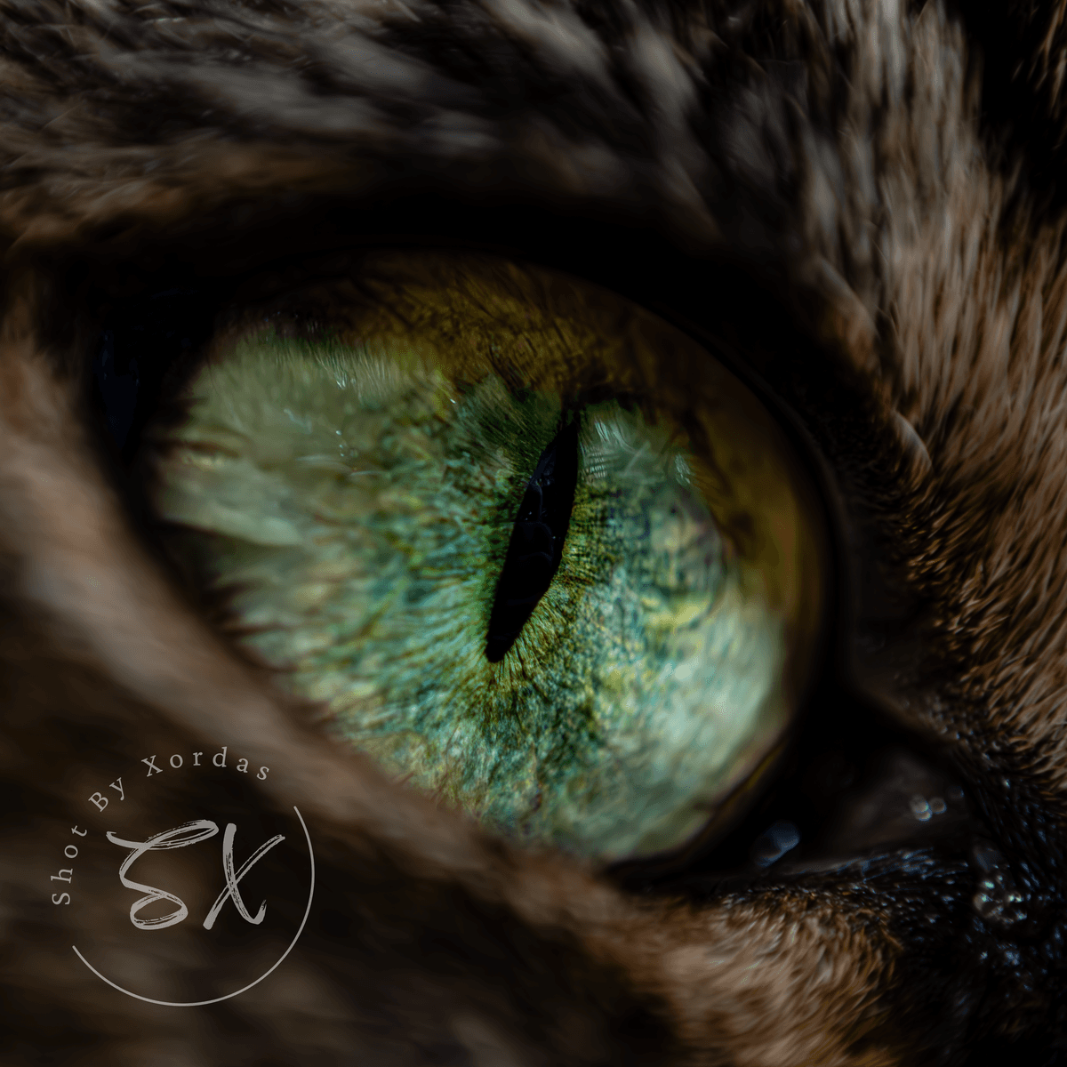 Cat Eye Close-up